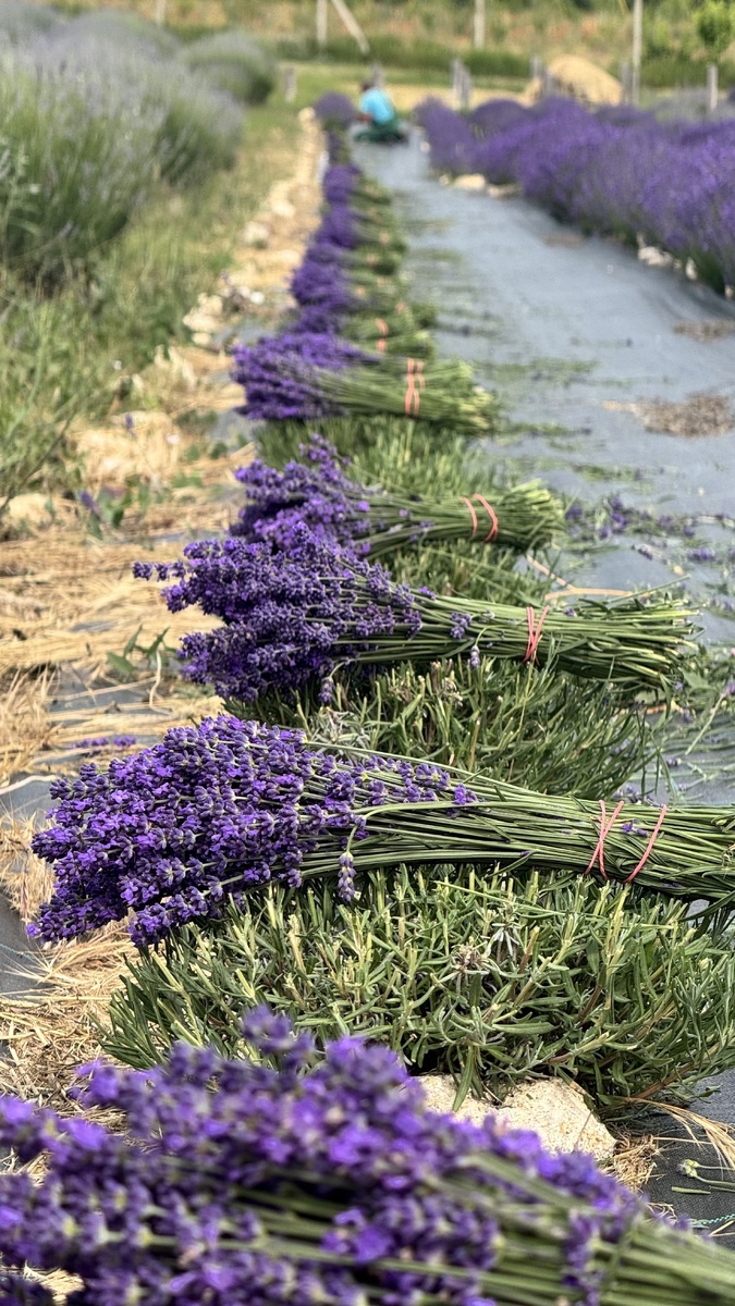 Заготовка лаванды для флористики серпом. Только в рученую сохраняя