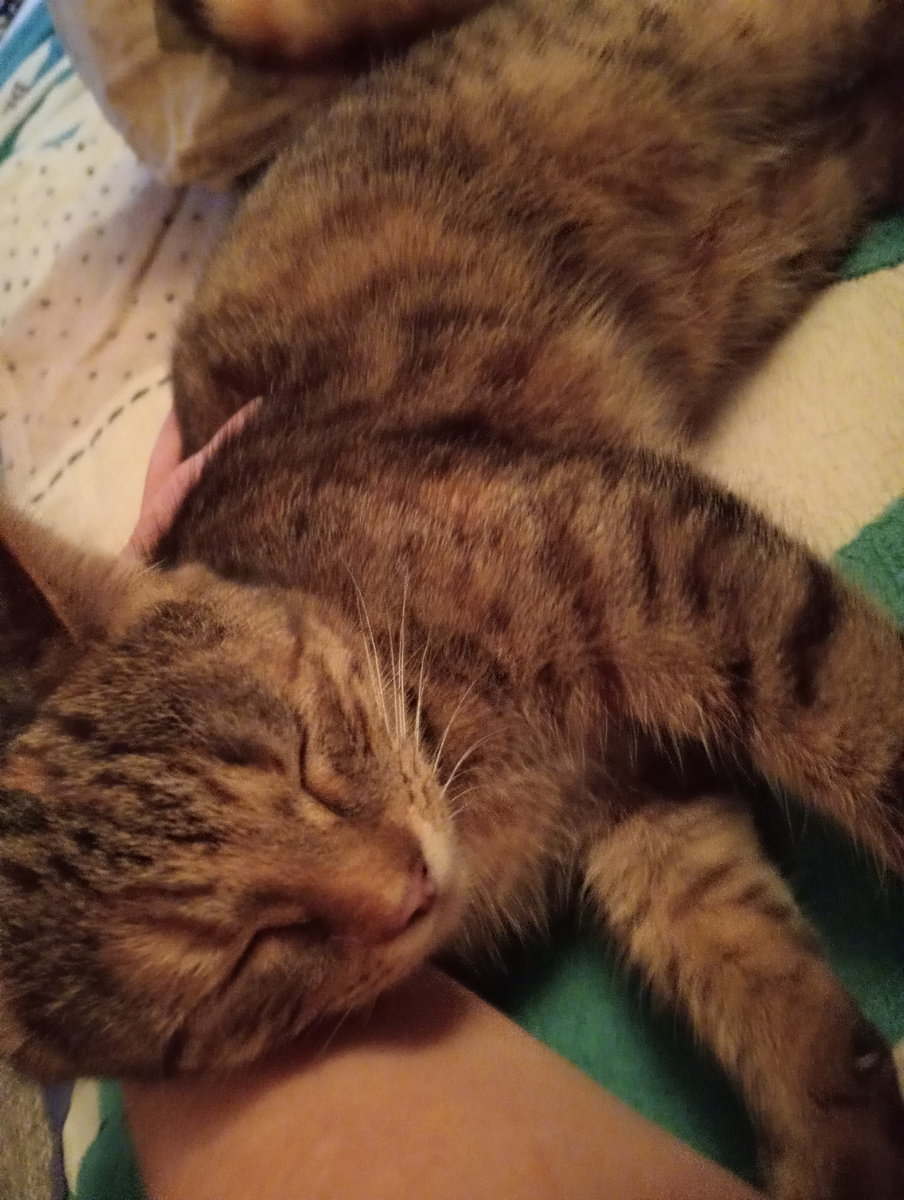 Солнышко моё любимое, спит после стресса...