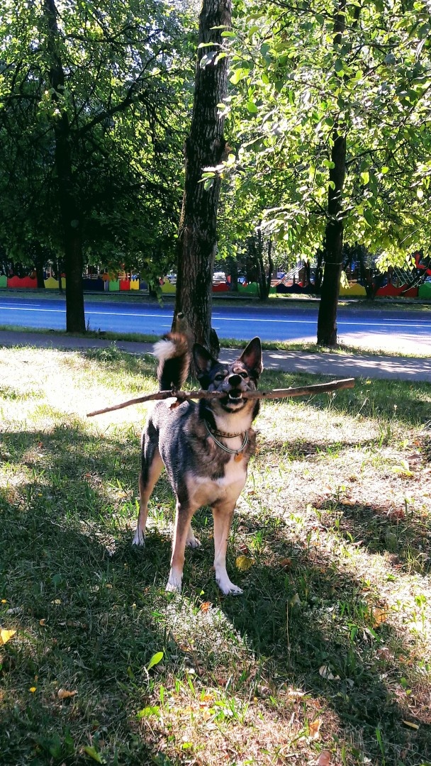 Родная сестричка нашей Красотки-Сестрёнка.