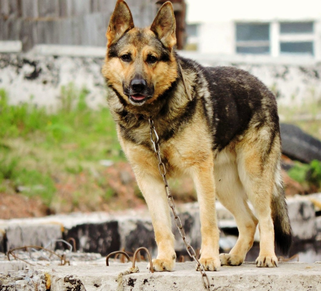 Красавчик Волк на прогулке в приюте.