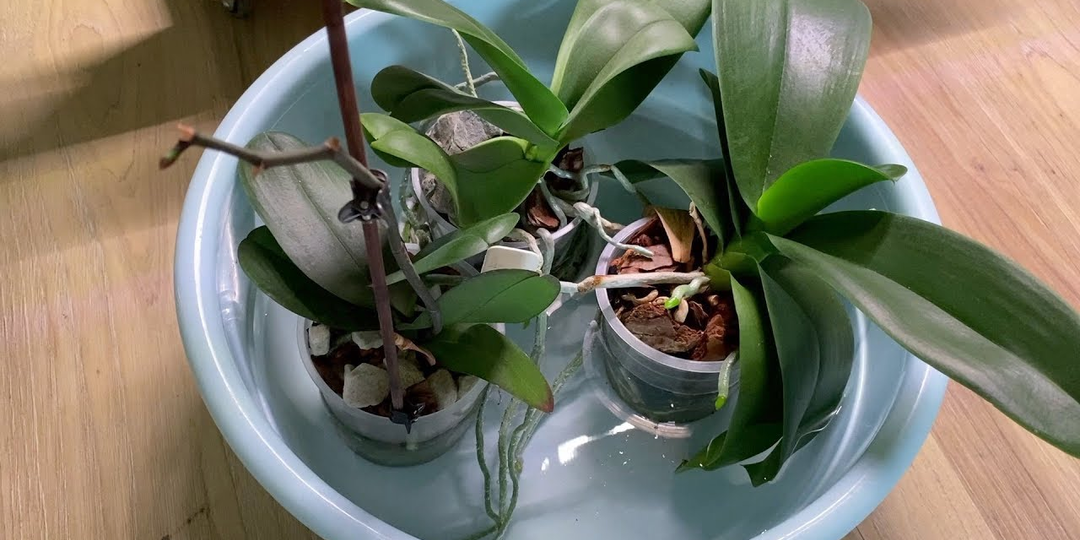 Полив орхидей осенью и зимой с горячими батареями: мой проверенный опыт