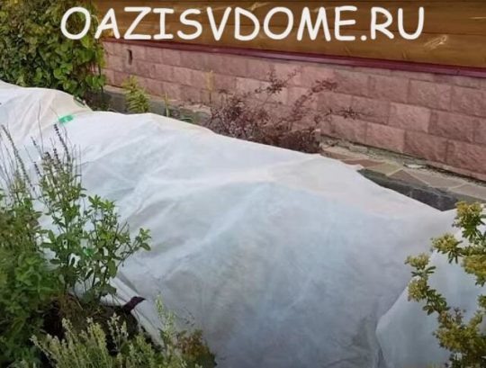 Укрытые на зиму почвопокровные розы