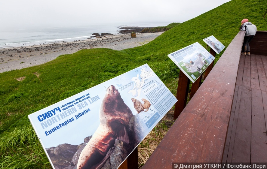 Смотровая площадка с видом на лежбище морских млекопитающих