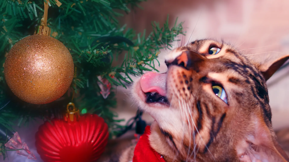 изображение из открытого источника