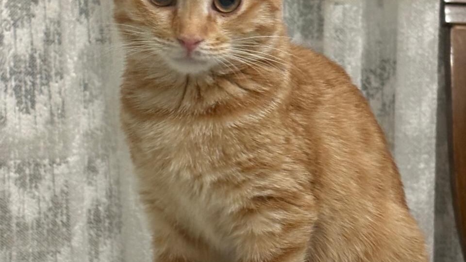 Рыжая крошка осталась одна: всех братиков разобрали, а девочку никто не захотел...