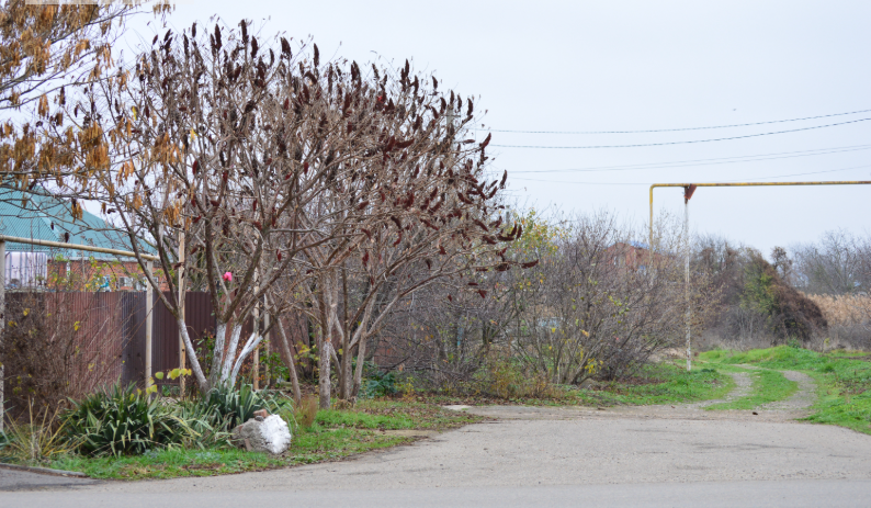 Фото автора. 04.12.2025. Станица. Зима пришла, а снега нет.