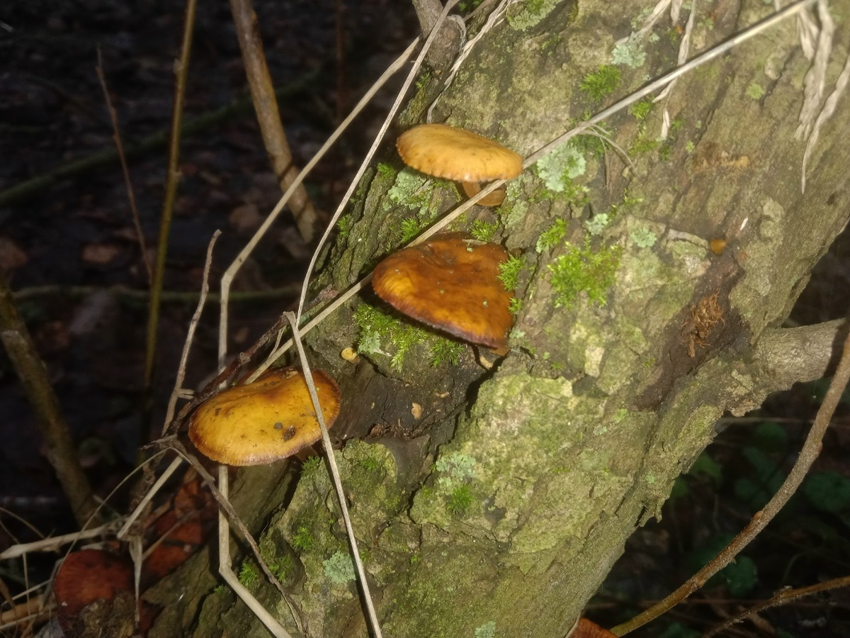 Грибочки )))