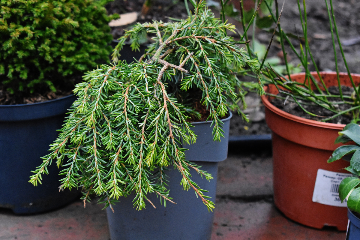 Тсуга канадская 'Cole's Prostrate'