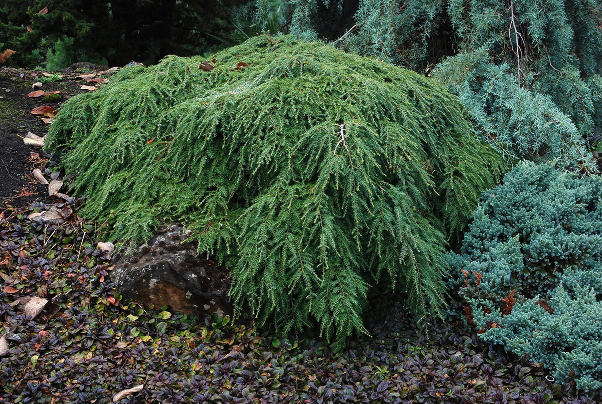 Фото с сайта https://landscapeplants.oregonstate.edu/plants/tsuga-canadensis-coles-prostrate