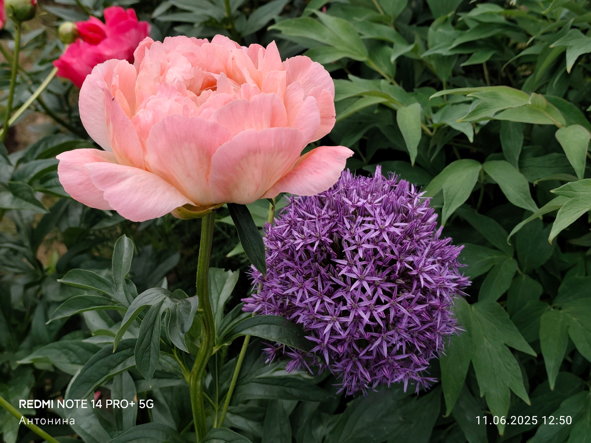 Лук Пинболл Визард и пион Корал Сансет.