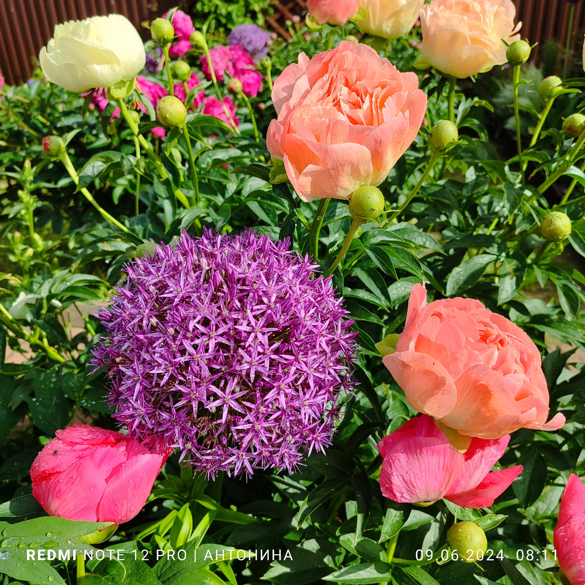 Декоративные луки с крупными шапочками и пионы - это идеальные соседи.