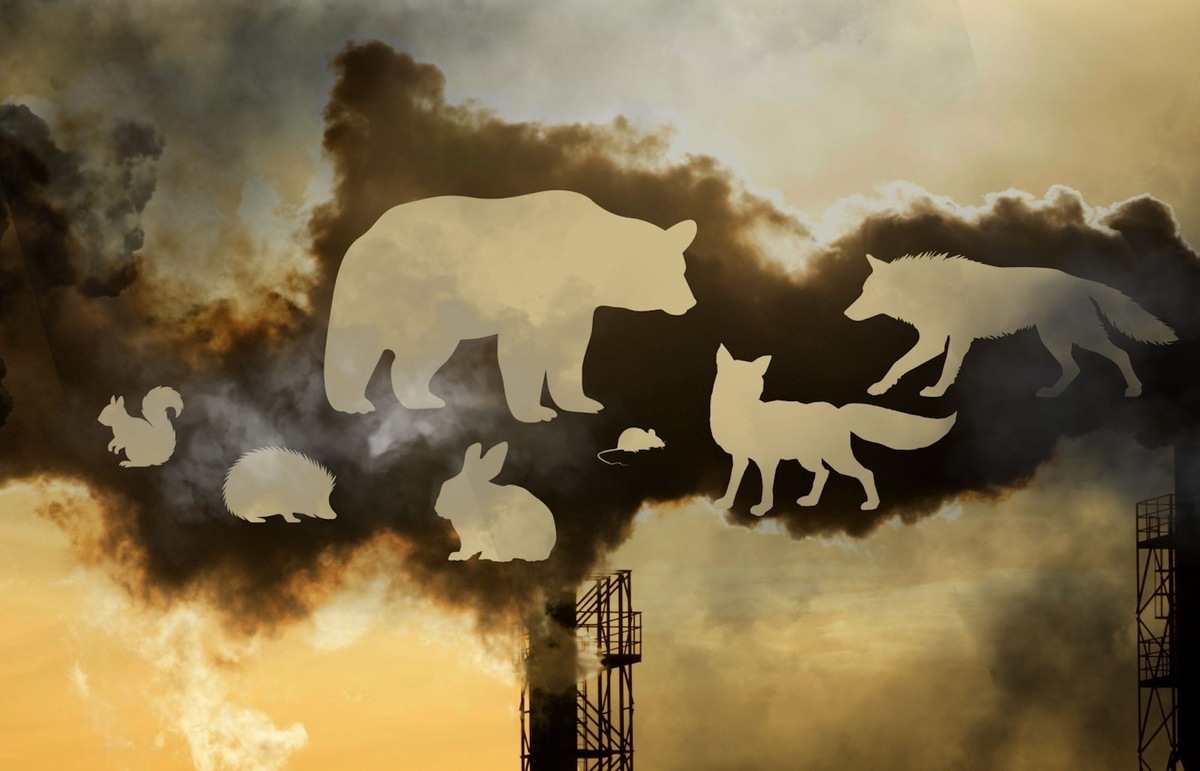    Сжигание ископаемого топлива за последние 100 лет изменило химический состав диких животных.