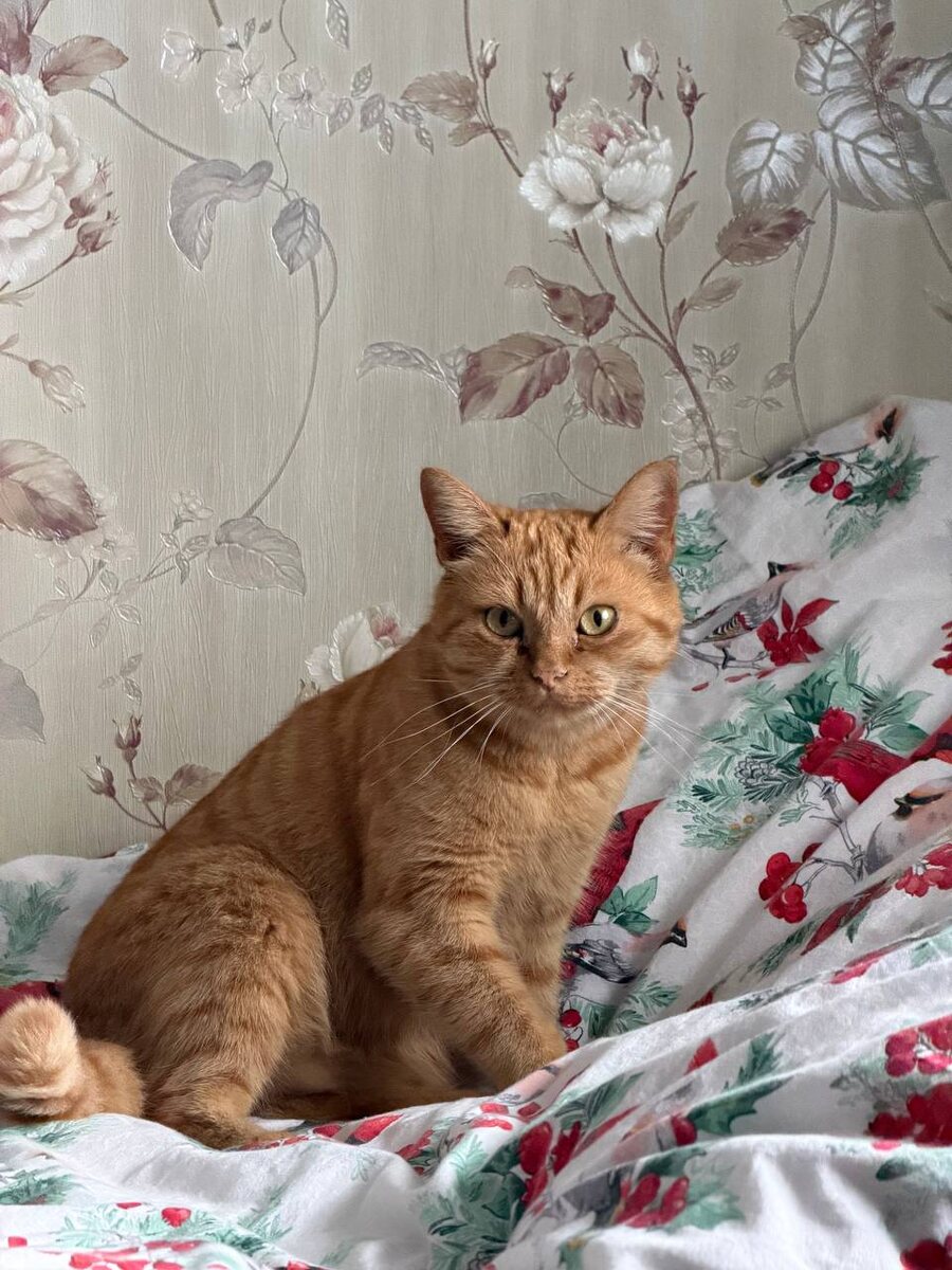 Это кошка Юля