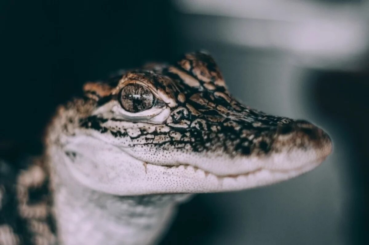    Крокодил Лаврентьева обрел новую защиту в музее физматшколы НГУ