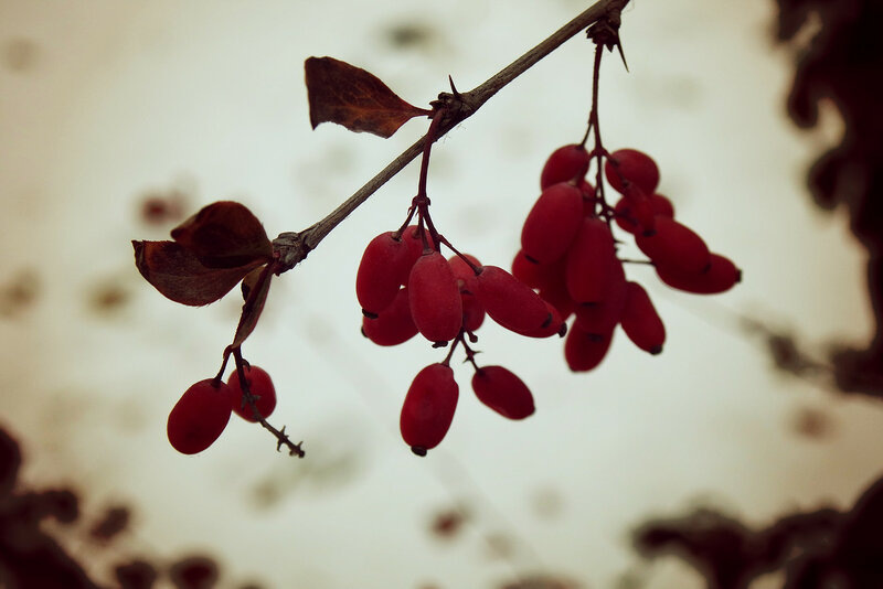 сквозь колючки барбариса:)