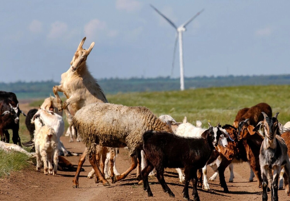 Владислав Красин мечтал разводить коз в Московской области. Фото: newizv.ru