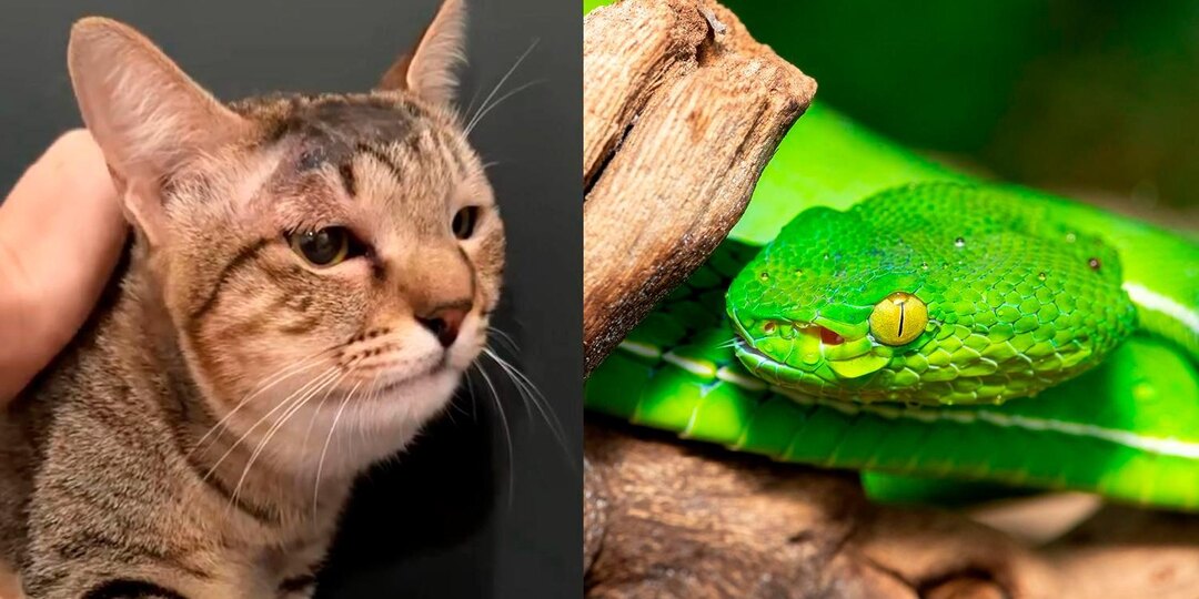 Кошка Мася спасла свою хозяйку Анну от смертельно-опасной змеи на Бали