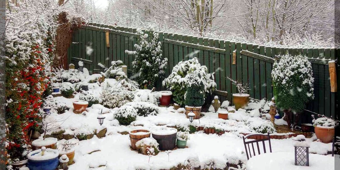 Садово-огородный ликбез: отвечаем на двадцать пять вопросов подписчиков. Декабрь 2025. Часть 1