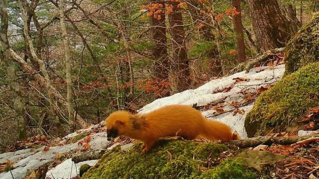    ФОТО: телеграм-канал "Земля леопарда"