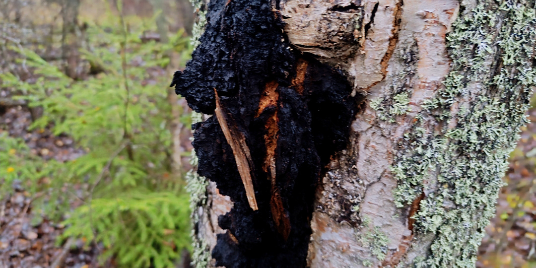 «Тишина разума»: Чага для ясности ума и легенда о Слепом Провидце