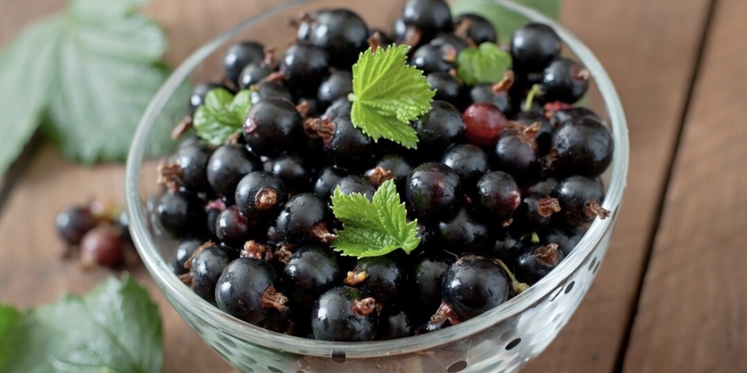 Почему в США запретили черную смородину