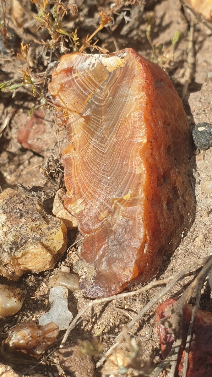 Перо Жар-птицы