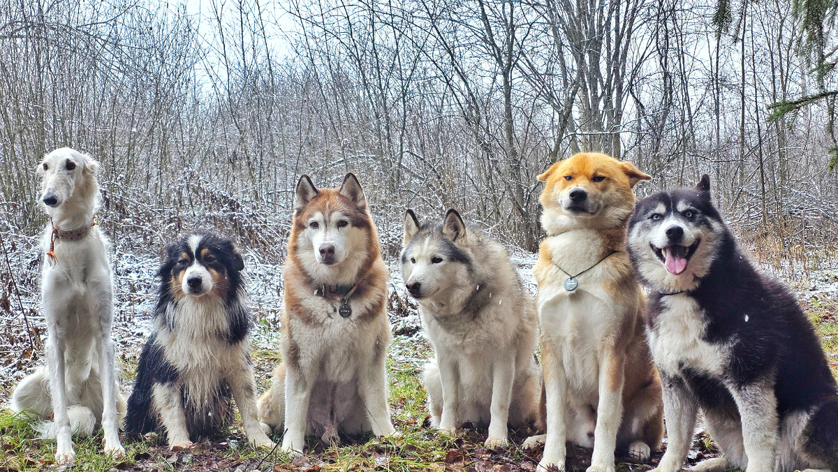 Но вот без поводков у меня умеют все ходить по лесу. Учу этому каждого