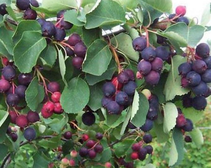 Подготовка схемы обрезки ирги на следующий сезон 🌿✂️