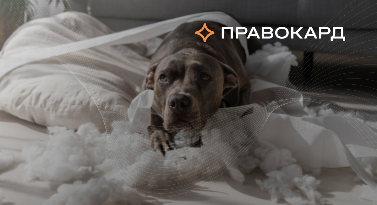 Юристы ПРАВОКАРД подготовили инструкцию, что делать, если ваша собака испортила чужое имущество
