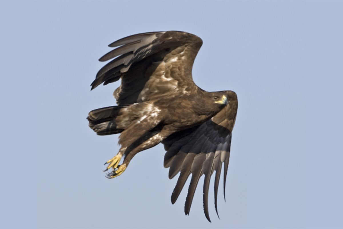    Фото: priroda-brest.by