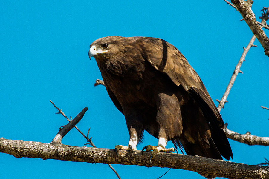    Большой подорлик. Фото: zvanec.by