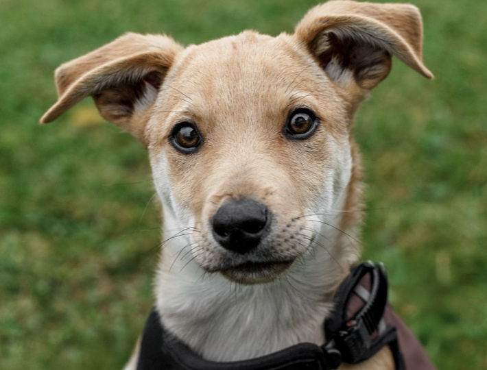 Синди. За решеткой приюта