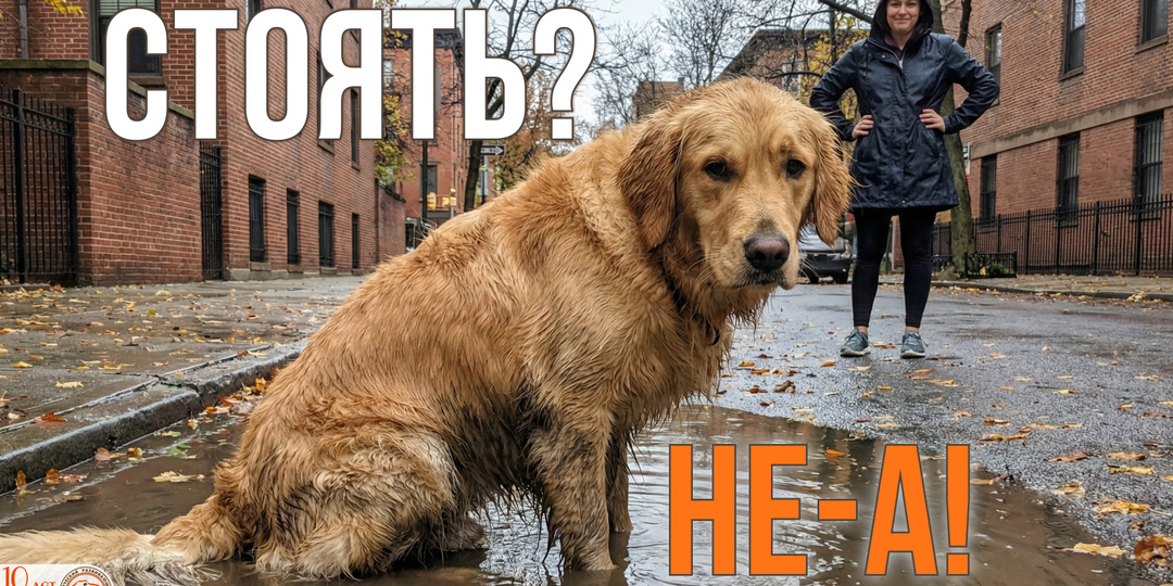 Грязная попа после каждой прогулки? Команда «Стоять» спасёт ваш диван