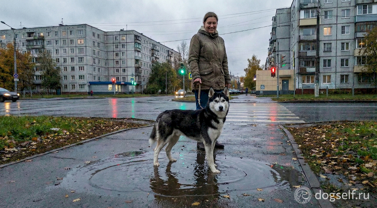 На грязной улице команда «Стоять» спасает чистоту: лапы на земле, а попа остаётся сухой. Для длинношёрстных собак – это спасение от часового фена дома. | Иллюстрация: DogSelf