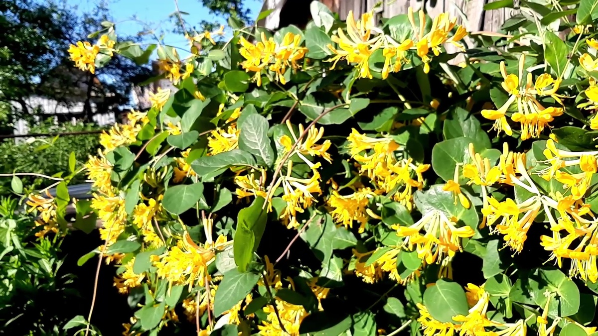 Жимолость каприфоль в моём саду. 