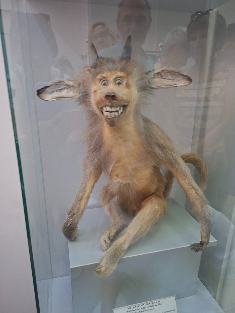  фото автора Малый вислоухий нетопырь