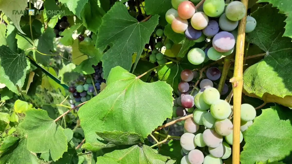 Фото:© Светлана Даренских / Glavagronom.ru
В Грузии переработали рекордный за 30 лет объем урожая винограда