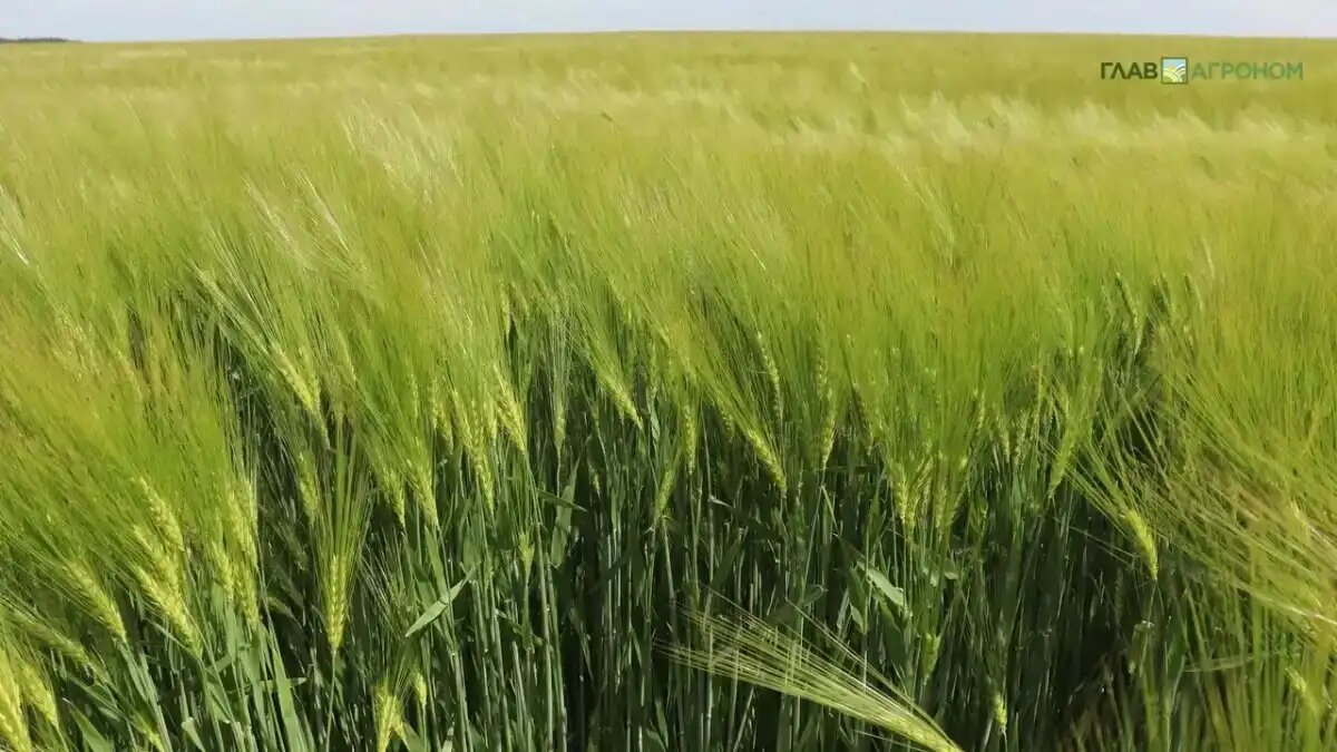 Фото:© Владимир Исаенко / Glavagronom.ru
Зарегистрирован послевсходовый гербицид для эффективного контроля однолетних злаковых сорняков в посевах ячменя ярового