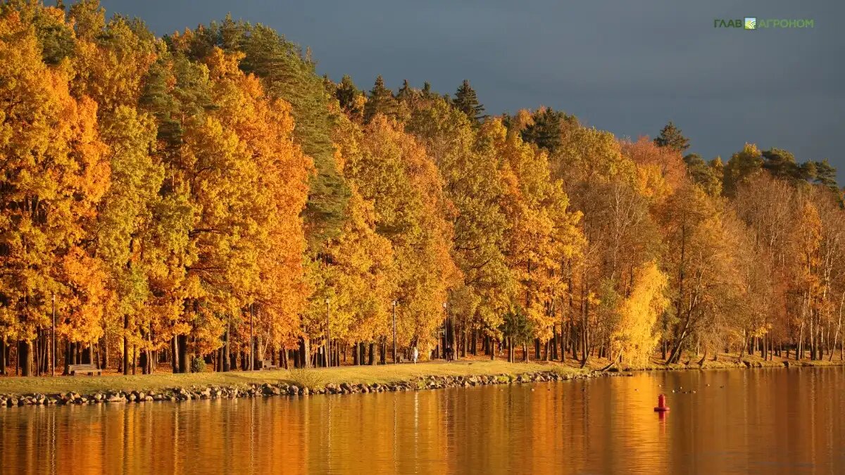 Фото:© Виталий Рыбалко / Glavagronom.ru
Белорусские коммунальщики используют опавшие листья как один из компонентов для производства растительного грунта