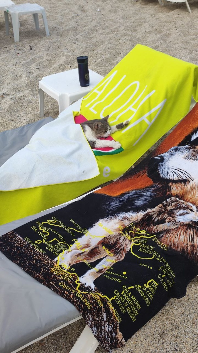 Котики тоже любят пляж 😊 