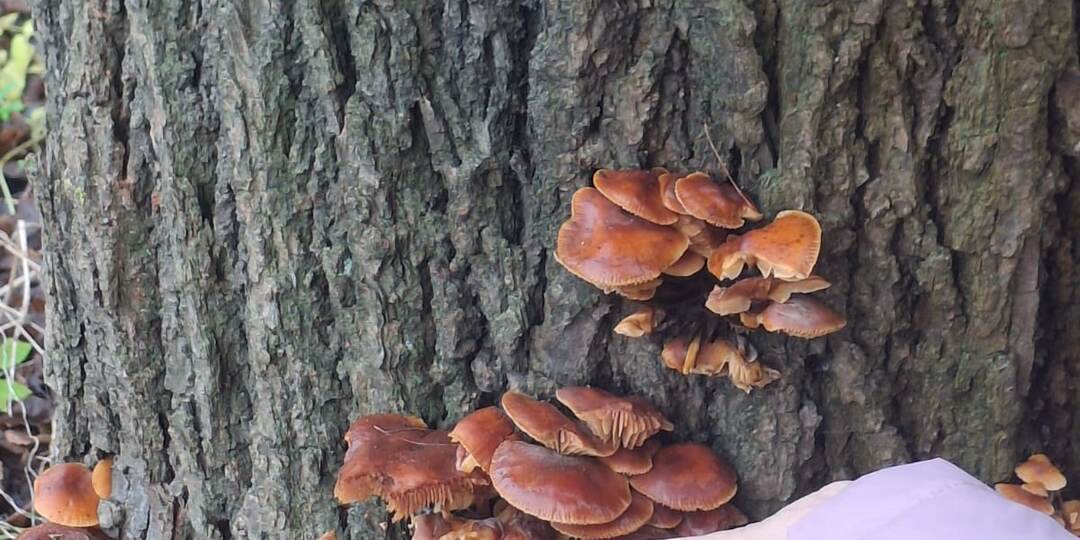 Грибные сюрпризы - или как не умереtь после грибного супа