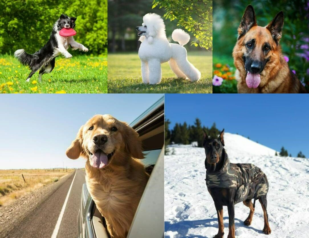    Бордер-колли, пудель, немецкая овчарка, золотистый ретривер и доберман. Источник изображений: petstory.ru