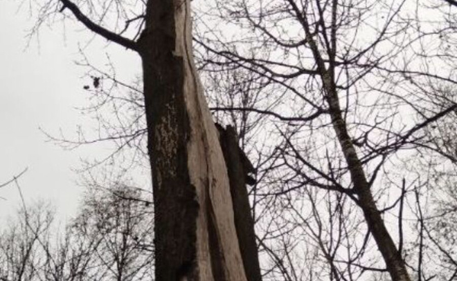    © Заневское городское поселение