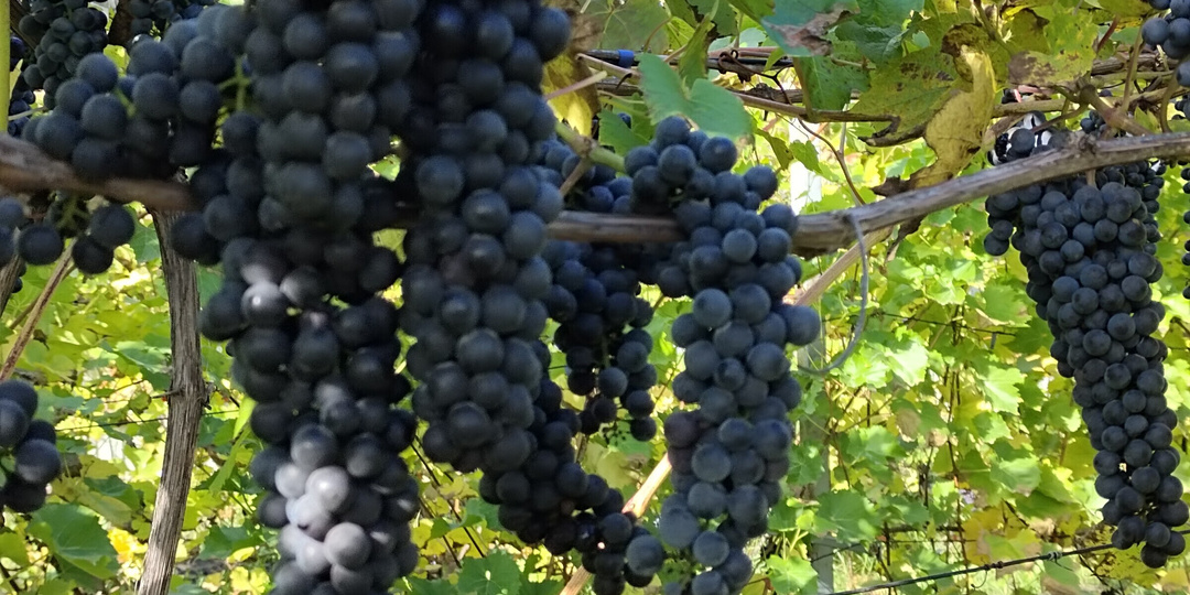 Виноградные вопросы: ранние сорта, обрезка, ромб невызревания лозы