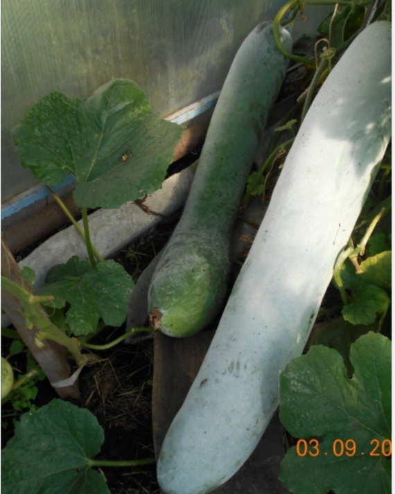 Бенинказа восковая тыква фото автора.