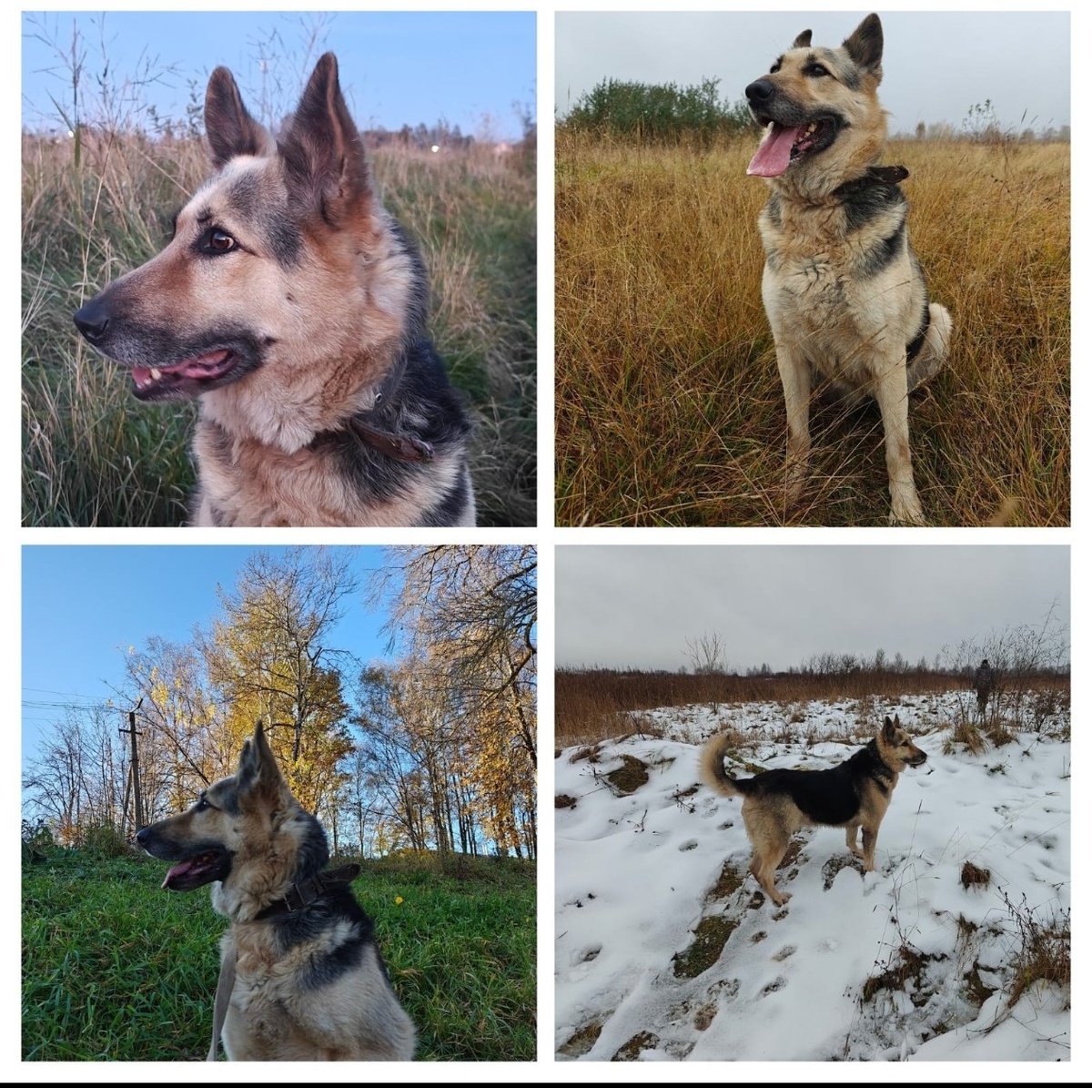 Такой замечательный коллаж создало приложение "фото" без моего участия