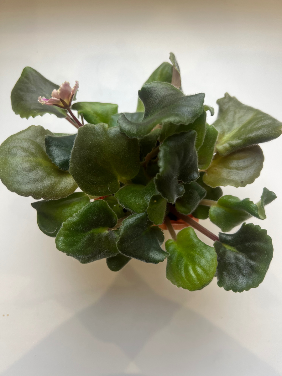 Уже даже цветочек 