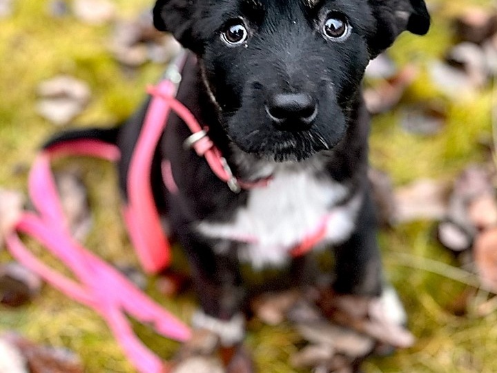 💖 Лоя: Сердце, Полное Нежности, Ищет Свой Райский Уголок! 💖