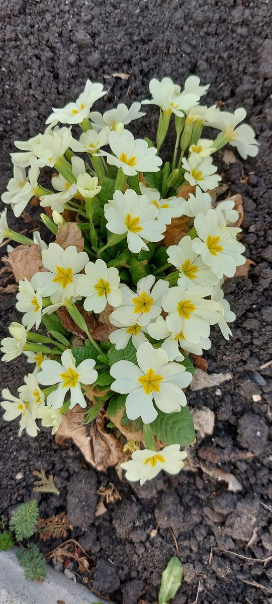 Примулы у нас на участке. Март 2025 г.