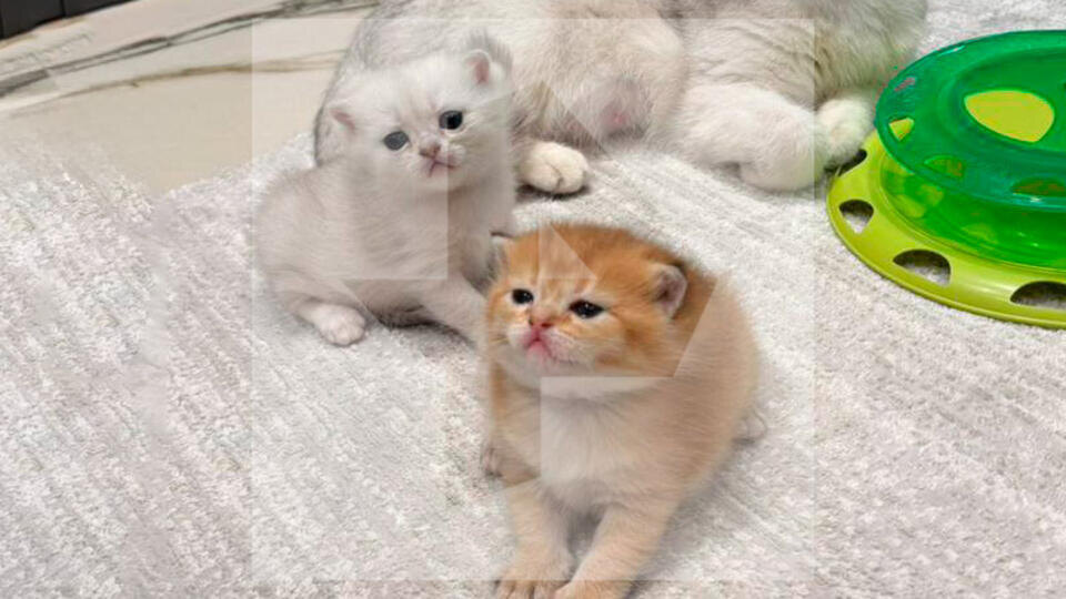     Спасли три жизни: упавшая с 29-го этажа беременная кошка родила двух котят РЕН ТВ